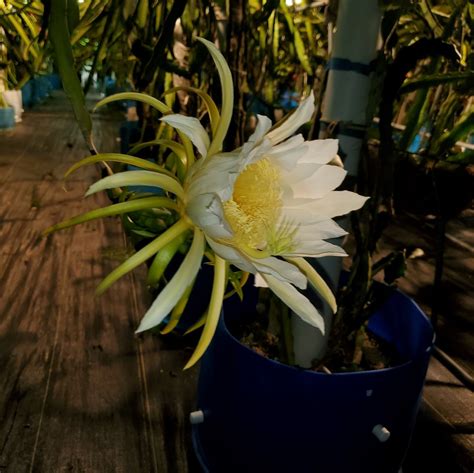 La Verne Red Dragon Fruit flower - Spicy Exotics