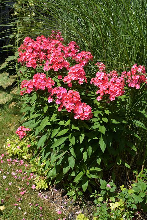 Coral Flame Garden Phlox Phlox Paniculata Barsixtytwo In Naperville