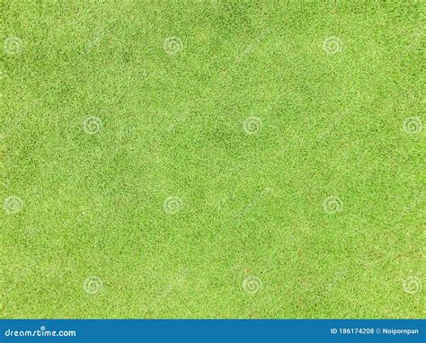Natural Grass Texture Pattern Background Golf Course Turf From Top View