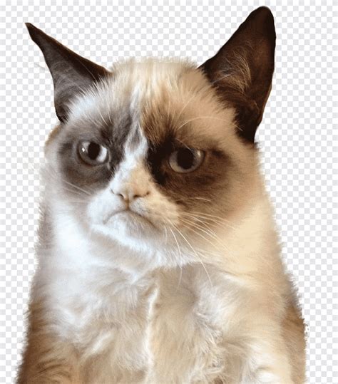 ▶ tag foto dan video kucing kalian ▶ media partner @sehatkuat_sk ▶ pp/iklan dm. Grumpy Cat Meme Mouse Humor, Cat, hewan, kucing Suka ...