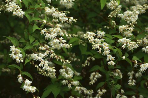 10 Best Shrubs With White Flowers