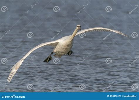 Mute Swan Cygnus Olor Landing On The Water In The Netherlands Stock