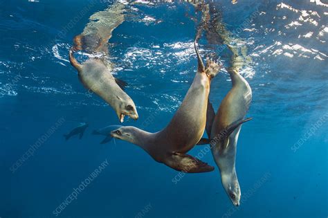 California Sea Lions Group Playing In The Sun Stock Image C0428376