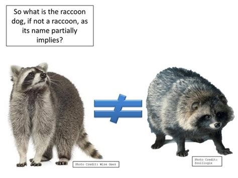 Who Would Win In A Fight Between A Raccoon And A Raccoon Dog Quora
