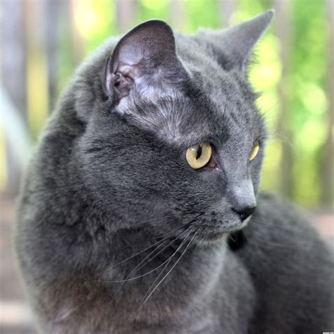 Gray Cat Grey Cat Names Grey Cats