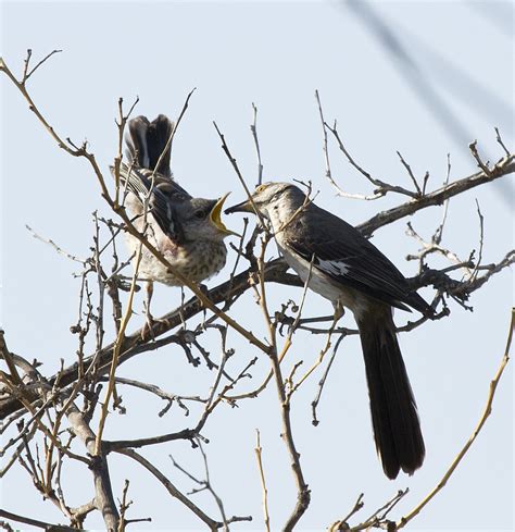 Northern Mockingbird And Fledgling Mimus Polyglottos Allie Flickr