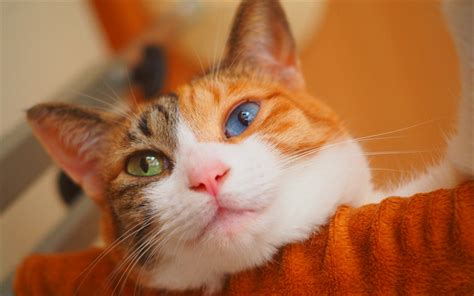 Japanse Bobtail The Japanese Bobtail Cat Cat Breed Information