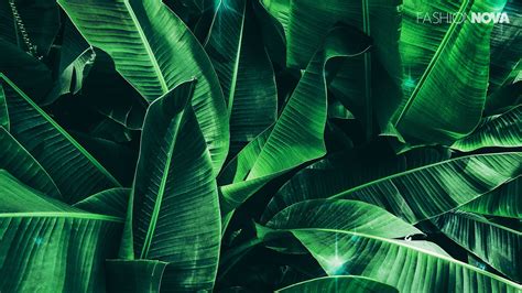 15 Zoom Background Solid Color Green Wallpaper Ideas The Zoom Background