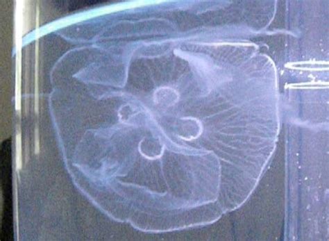 If you have visited an aquarium that keeps jellyfish, you are very likely to have seen specimens of these species. Raising Pet Jellyfish: Live warm water moon jellyfish for ...