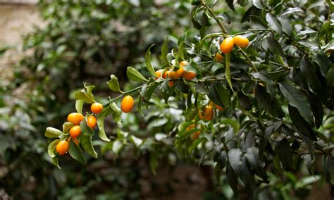 kumquat tree care how to grow kumquats epic gardening