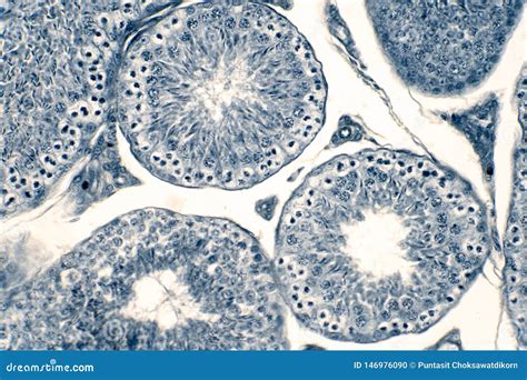 Cross Section Human Testis Under Microscope View Stock Photo Image Of