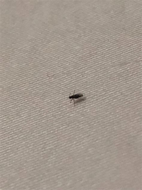 Tiny Flying Bugs In Bedroom At Night