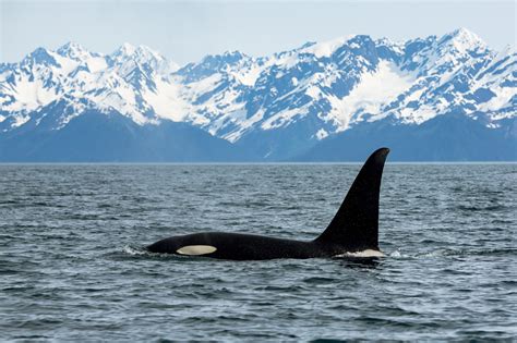 Killer Whale Resurrection Bay Alaska Steelhead Co