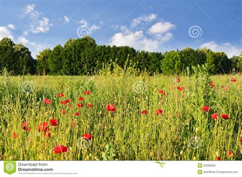 Bright Red Poppy Flower Field In Summer Stock Photo
