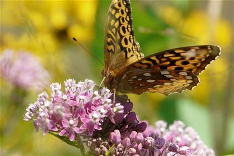 Butterflies typically visit flowers that are: Plant right flowers to attract birds, bees and butterflies