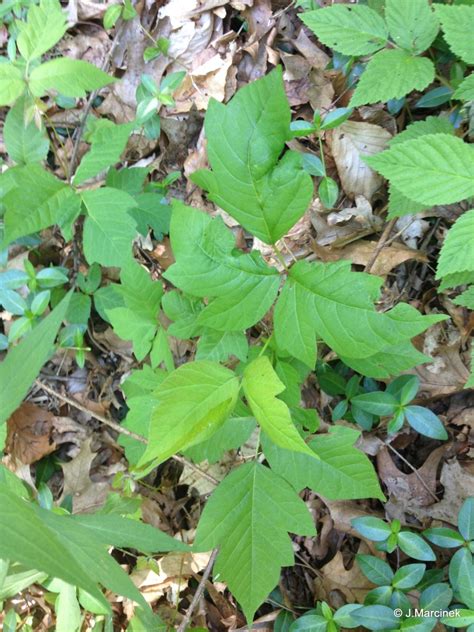 All weed killers are poisons, and thus are dangerous to use. Organic Homemade Weed Killer for Getting Rid of Poison Ivy