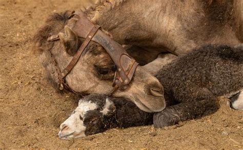 Baby Boom De Camellos En La Granja Del Oasis Wildlife Canarias7