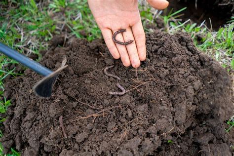 Why Your Soil Needs Earthworms And 5 Ways To Attract Them To Your