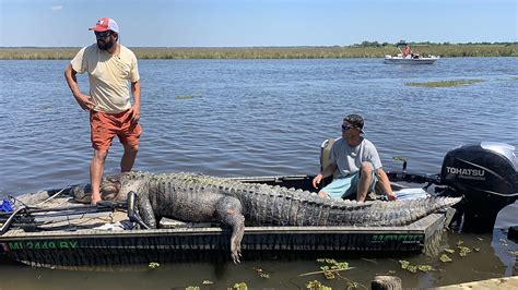 mississippi hunters take massive alligator