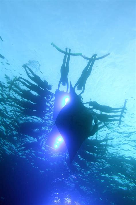 Swim With Manta Rays Sunlightonwater Manta Ray Marine Animals Manta