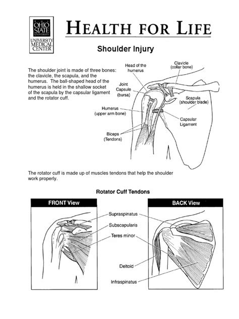 Shoulder Injury Pdf Shoulder Limbs Anatomy