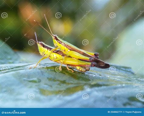 A Pair Of Grasshoppers Mating On A Green Taro Leaf With Drops Of Morning Dew Soaking The Surface