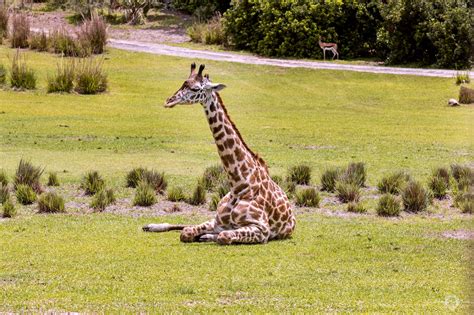 The Lazy Giraffe Animal Kingdom Disney Animals Giraffe