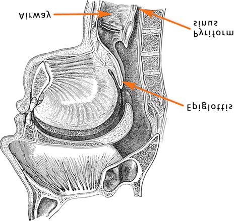 Swallowing Anatomy Diagram