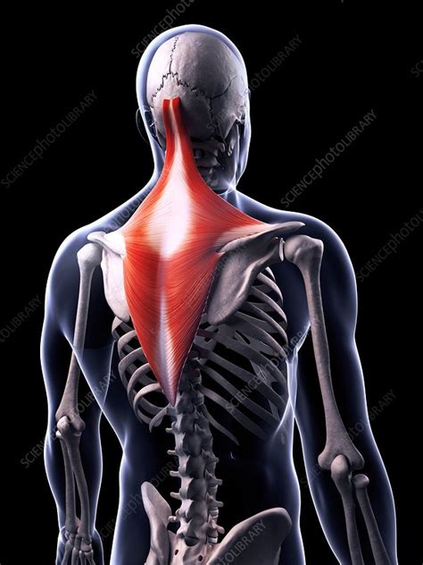 Human Back Muscles Illustration Stock Image F0107198 Science