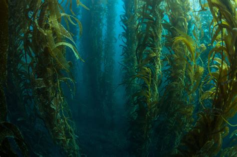 As Oceans Warm The Worlds Kelp Forests Begin To Disappear Yale E360