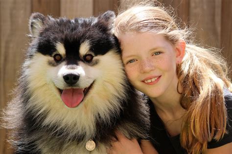 Inhabiting the lapland region, the finnish lapphund has been characterized as the breed that accompanied the sami, or lapp people for several thousand years. Karri - Terhakan Lusmu (Imp Fin) | Finnish lapphund ...