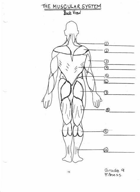 Muscle Coloring Pages Anatomy Awesome Muscular System Coloring Pages Images