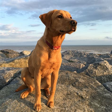 Gorgeous fox red labrador at sunset | Red labrador, Fox ...