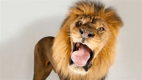 Lions Make Hilarious Facial Expressions Funny Animals Cute Lion Animals