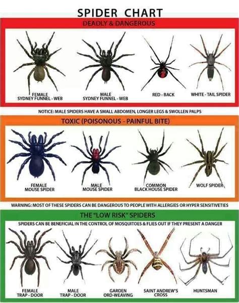 Spider Chart Spider Identification Chart Dangerous Spiders Survival