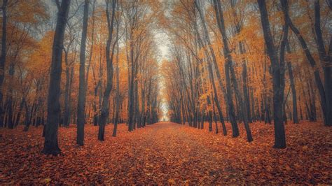 Beautiful Nature Wallpaper Big Size 17 With Autumn Forest
