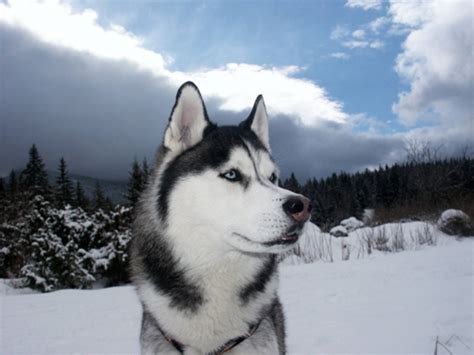 Breed Of The Week The Stately Siberian Husky Tails Of
