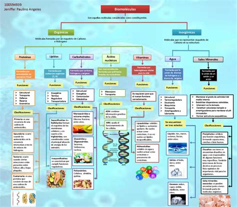 Diagrama De Biomoleculas Principales Esquemas Y Mapas Conceptuales De