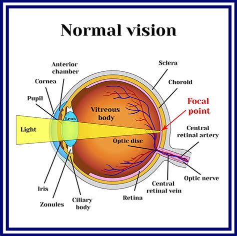 Seeing Eye To Eye Understanding How Vision Works Blog