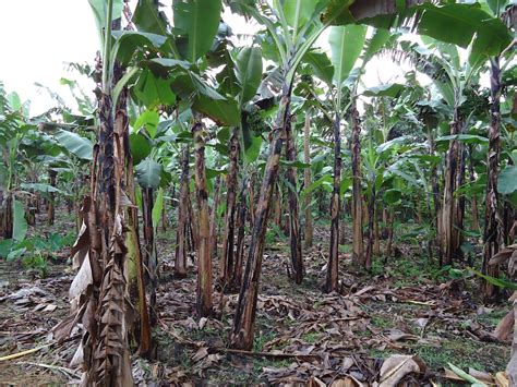 However, other pests and diseases can cause a plant to topple, for example the banana weevil borer. RIC-NET NEWS: stake holder brainstorm on Banana production