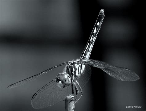 Its A Southern Thing Dragonfly In Black And White