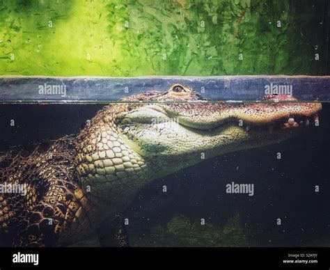 Looking At The Water Surface Hi Res Stock Photography And Images Alamy