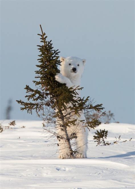 Polar Bear Playing With A Tree Lets Play Jonathan Huyer Wapusk