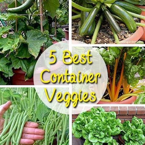 5 Best Container Vegetables For Beginning Gardeners Gardening Sun