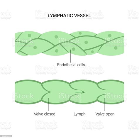 Lymphatic Vessel Concept Stock Illustration Download Image Now