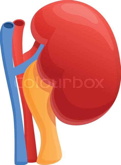 Urinary Kidney Icon Cartoon Of Stock Vector Colourbox