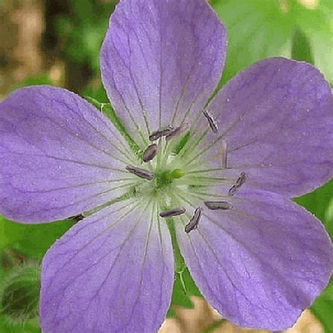 I made the mistake a couple of years ago and let a neighbor bring me. Wild Geranium Seeds | Cranesbill Geraniums | Everwilde Farms