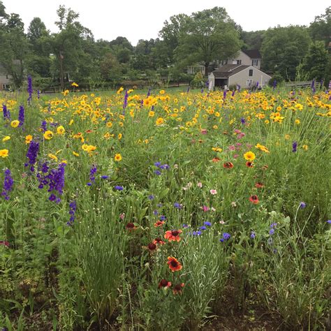 Spring Planting Update Wildflower Meadows Hilliard Management