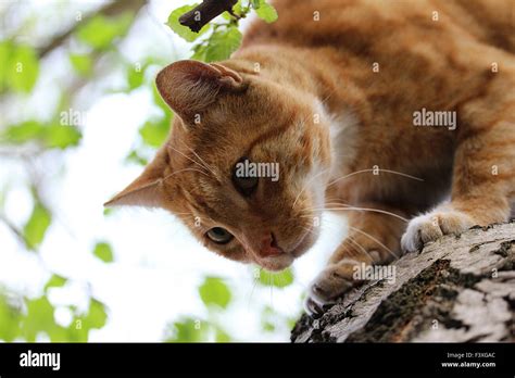 Cat In Tree Stock Photo Alamy