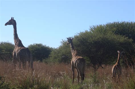 Free Images Giraffe Wildlife Terrestrial Animal Giraffidae Nature